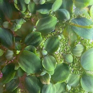 live floating plants for indoor aquarium, fish or frog tank